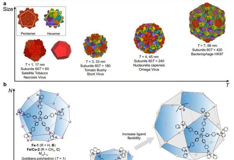 Super-sized nanocage could deliver bigger drug cargoes