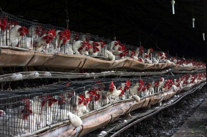 Supermarket chickens account for two thirds of the biomass of all birds on Earth, research has suggested