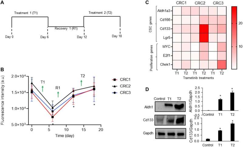 Supressão do caule do câncer e resistência aos medicamentos via inibição de BRAF/EGFR/MEK em células de câncer colorretal