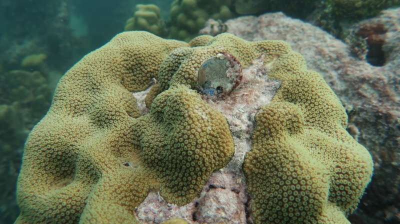 Surprising discovery about coral's resilience could help reefs survive climate change