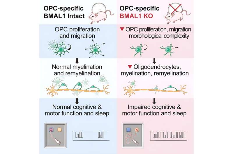 Surprising finding links sleep, brain insulation and neurodegeneration