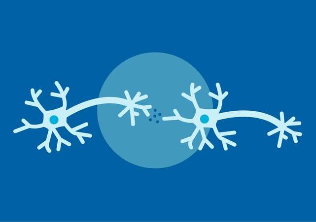 Survey of brain cell junctions shows striking similarities between schizophrenia and bipolar disorder