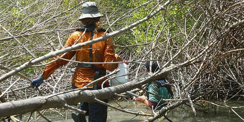 Sustainable protection of rapidly subsiding coastlines with mangroves