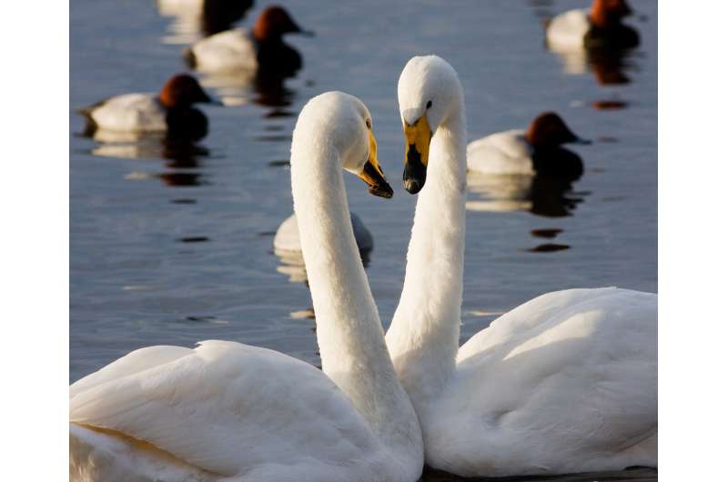Swan populations grow 30 times faster in nature reserves
