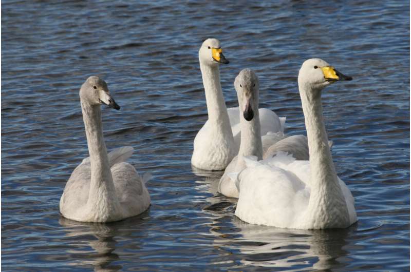 Swan populations grow 30 times faster in nature reserves