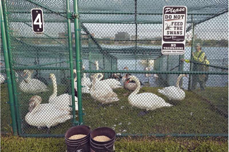 Swans in Florida that date to Queen Elizabeth II gift are rounded up for their annual physicals
