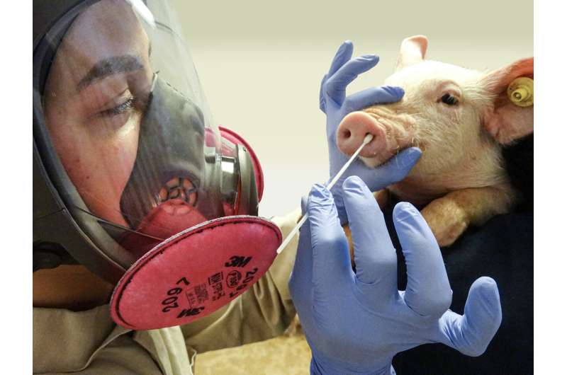 “Swine flu” strain has passed from humans to swine nearly 400 times since 2009