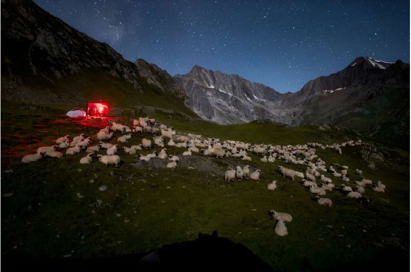 Swiss NGO OPPAL has enlisted hundreds of volunteers this summer to chase predatory wolves away from grazing livestock
