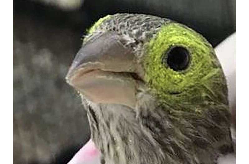 Symptoms of illness help pathogens spread amongst songbirds