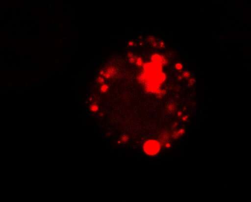 Synthetic compartments stop pathogens from sharing antibiotic resistance genes