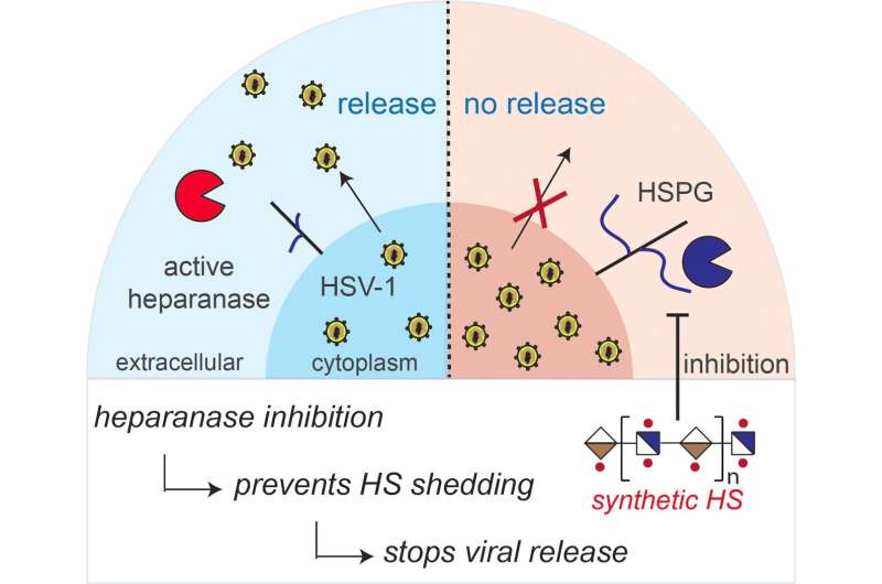 Synthetic heparanase inhibitors inhibit the spread of herpes viruses in tissue