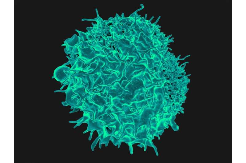 T cells can activate themselves to fight tumors