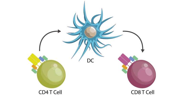 T helper cells determine the course of disease in viral infections such as COVID-19
