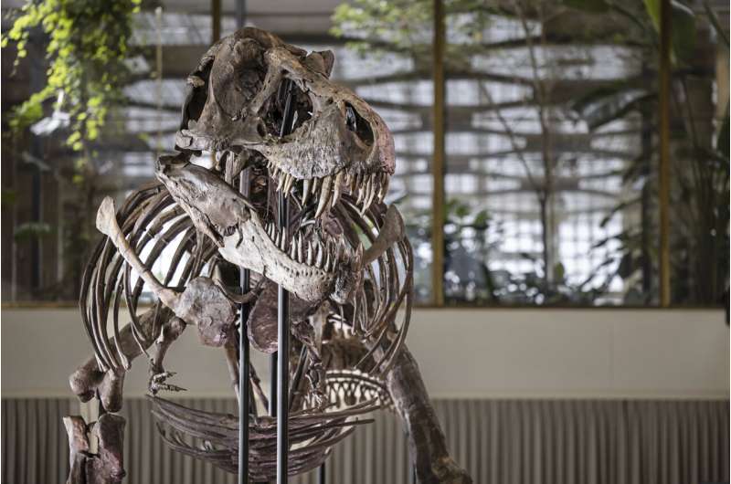 T. rex skeleton expected to fetch millions at Zurich auction