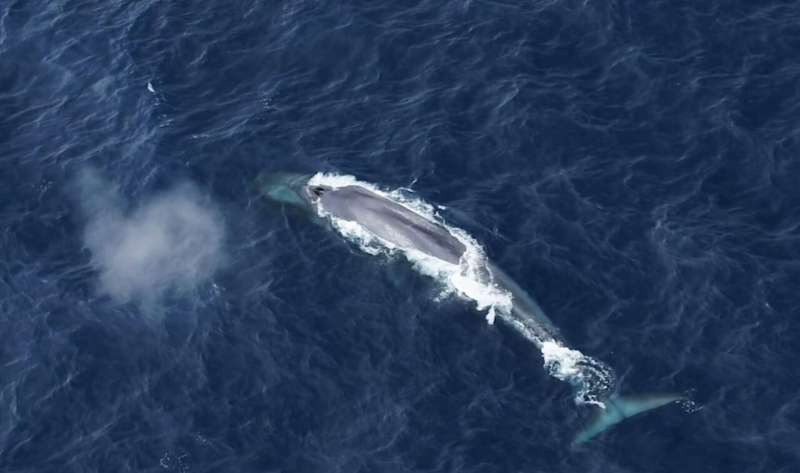 Tag team: a tale of two Antarctic blue whales