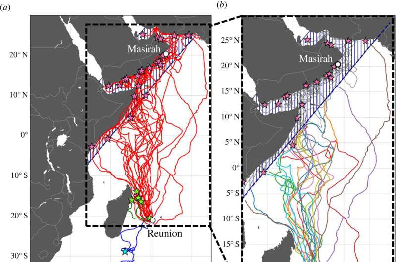 Tagged turtles and 3D ocean current maps reveal loggerheads' navigation mechanisms