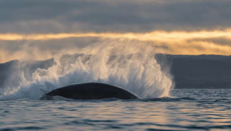 Tail first and making an early splash, some whales just can't wait to be born