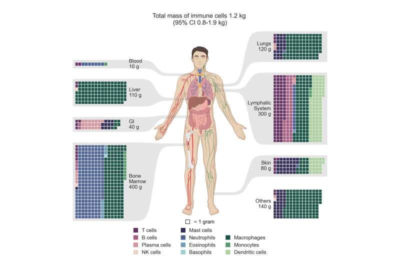 Taking a census of all the immune cells in the human body
