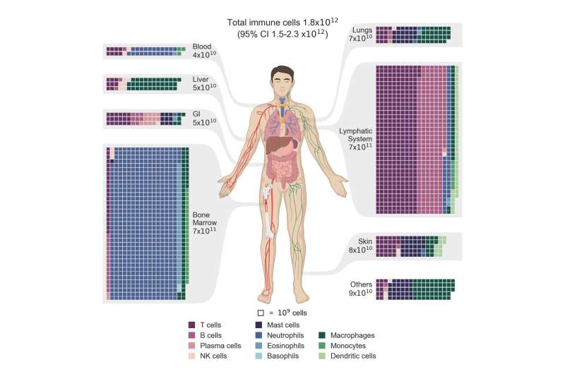 Taking a census of all the immune cells in the human body