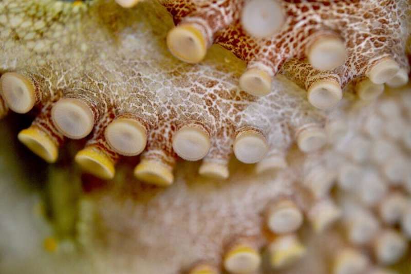 Taking a lesson in evolutionary adaptation from octopus, squid