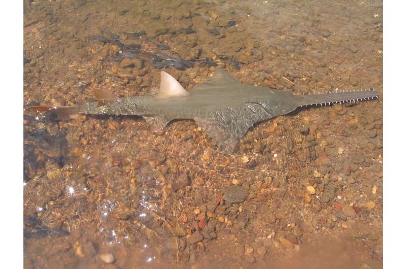 Taming wild northern rivers could harm marine fisheries and threaten endangered sawfish