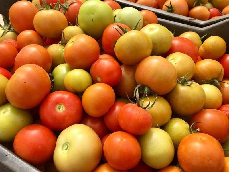 Tanzania's tomato harvest goes to waste: solar-powered cold storage could be a sustainable solution