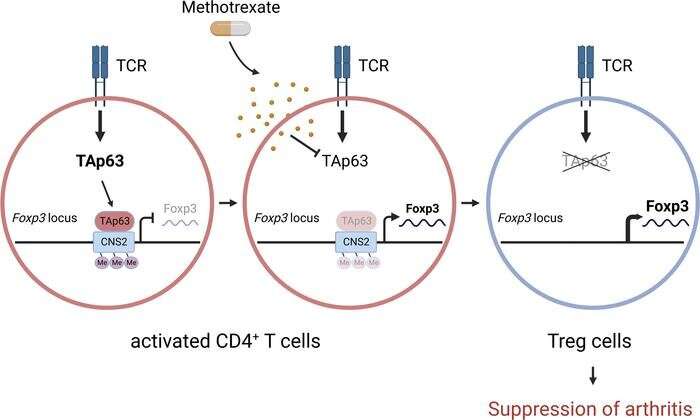 TAp63: A new protein drug target for rheumatoid arthritis