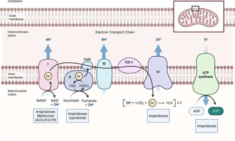 Targeting cellular respiration as a therapeutic strategy in glioblastoma