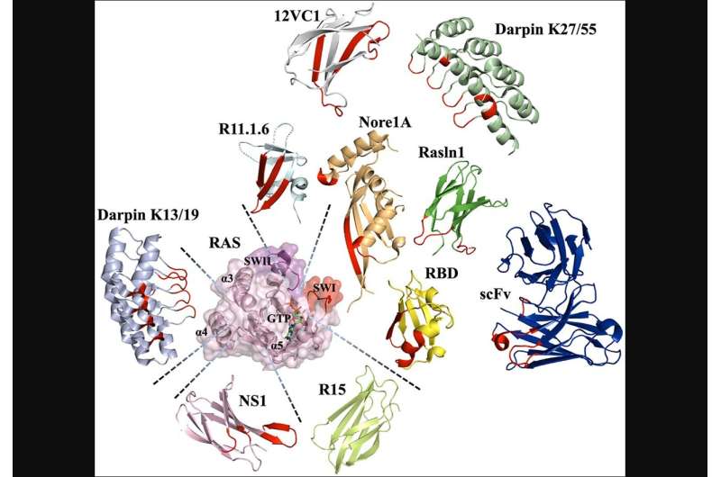 Targeting ras with protein engineering