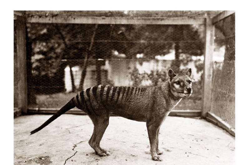 Tasmanian researchers model possible Tasmanian tiger extinction to the late 1990s