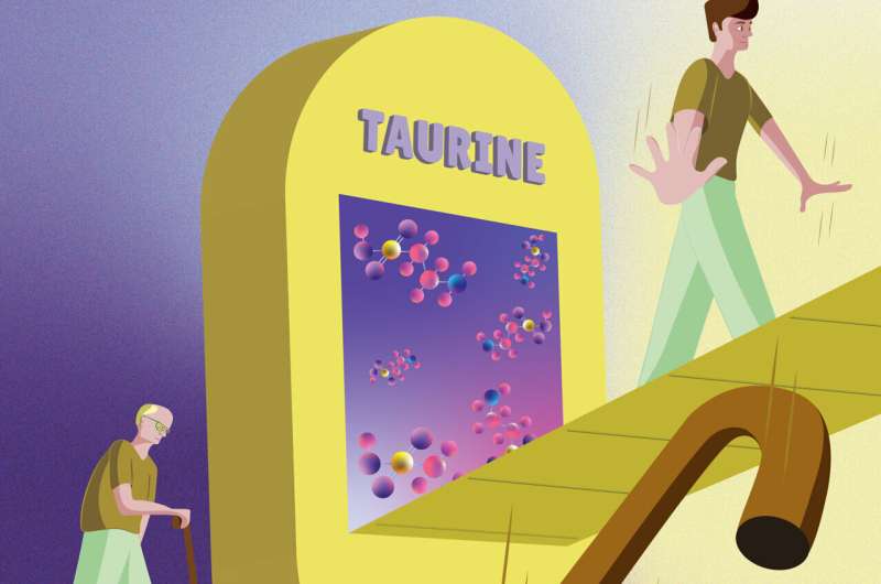 Taurine may be a key to longer and healthier life
