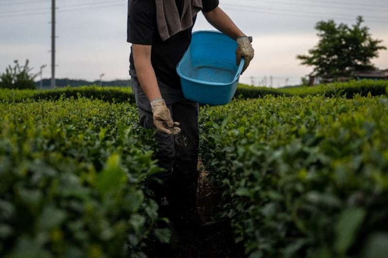 El agricultor de té Ryutaro Matoba, que utiliza algas marinas secas como fertilizante para sus cultivos, trabaja en su granja en la ciudad de Iruma, prefectura de Saitama.