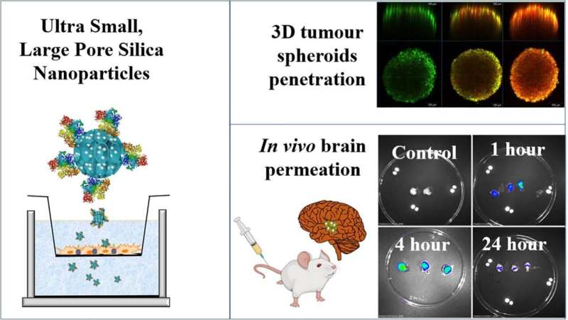 Team develops nanoparticles to deliver brain cancer treatment