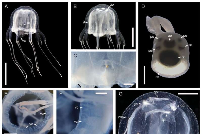 team discovers new box jellyfish species in Mai Po Hong Kong