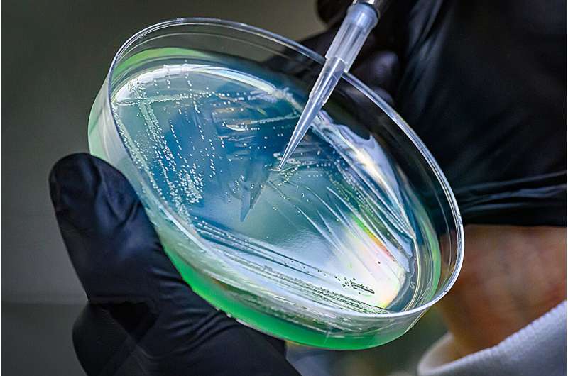 Team discovers rules for breaking into Pseudomonas