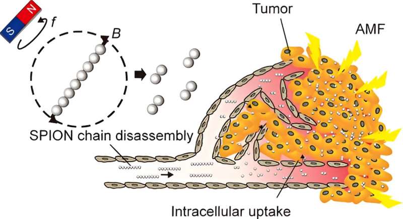 Team elucidates the mechanism for maximizing the therapeutic effects of magnetic nanotherapeutics for cancer