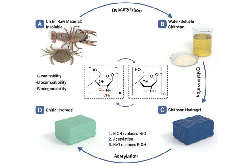 The team made the chitin hydrogel by chemically modifying chitosan