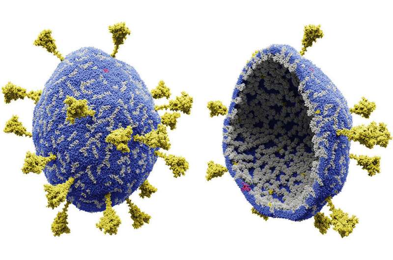 Team uncovers new details of SARS-CoV-2 structure
