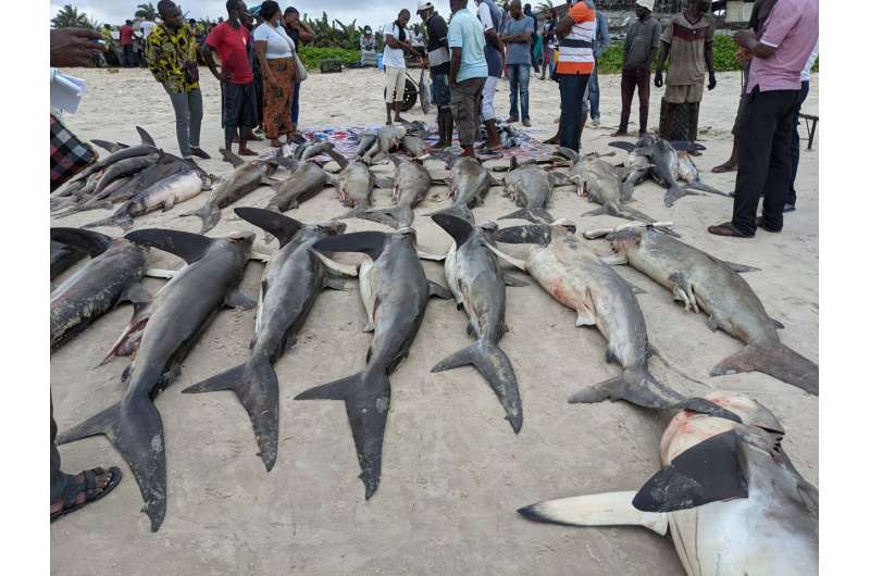 Δεκάδες χιλιάδες απειλούμενοι καρχαρίες και ακτίνες πιάστηκαν στο Κονγκό