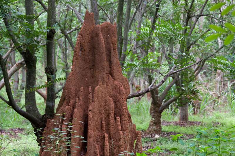 Termite mounds reveal secret to creating 'living and breathing' buildings that use less energy