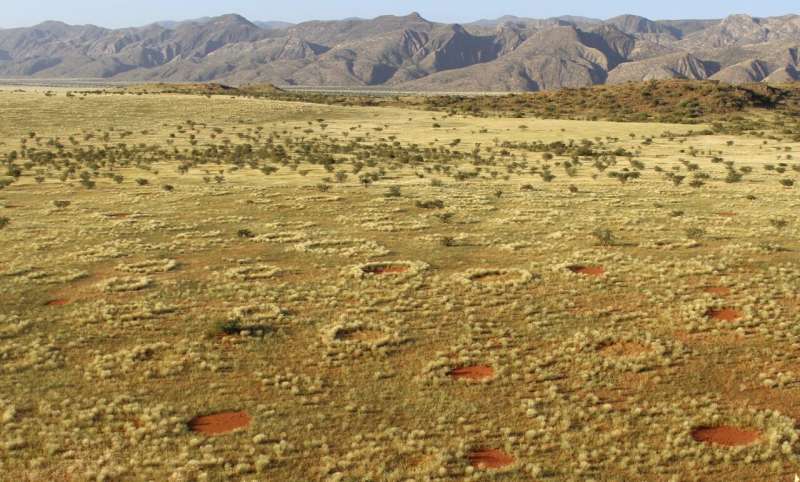 Termites confirm the cause of fairy circles in the Namib Desert