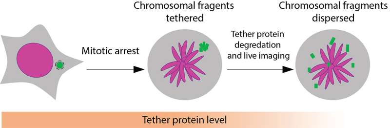 Tethering of shattered chromosomal fragments paves way for new cancer therapies