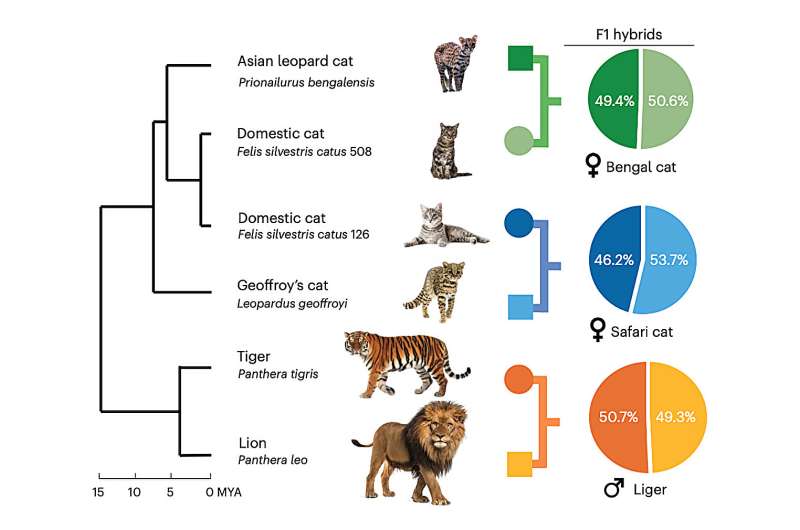 El proyecto de secuenciación del genoma dirigido por Texas A&M revela nuevos secretos sobre la evolución de los gatos