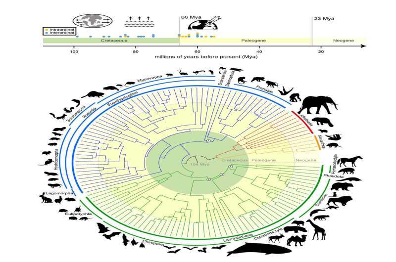 Texas A&amp;M research redefines mammalian tree of life
