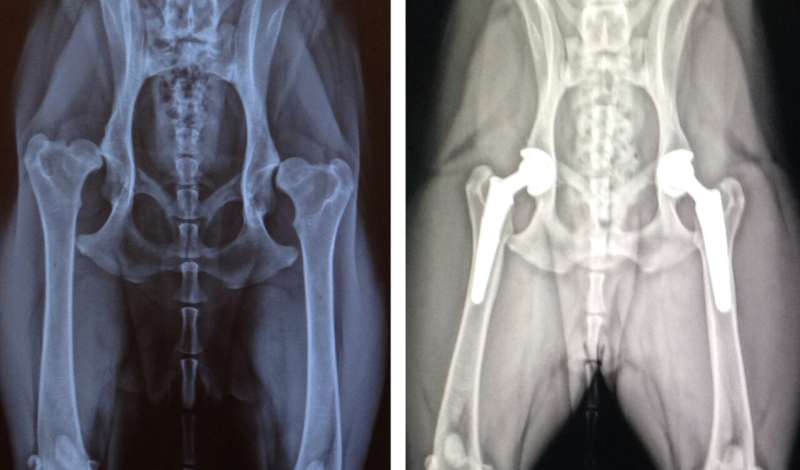 Texas A&amp;M veterinarians use 3D printing technology to assist in double hip replacement surgery