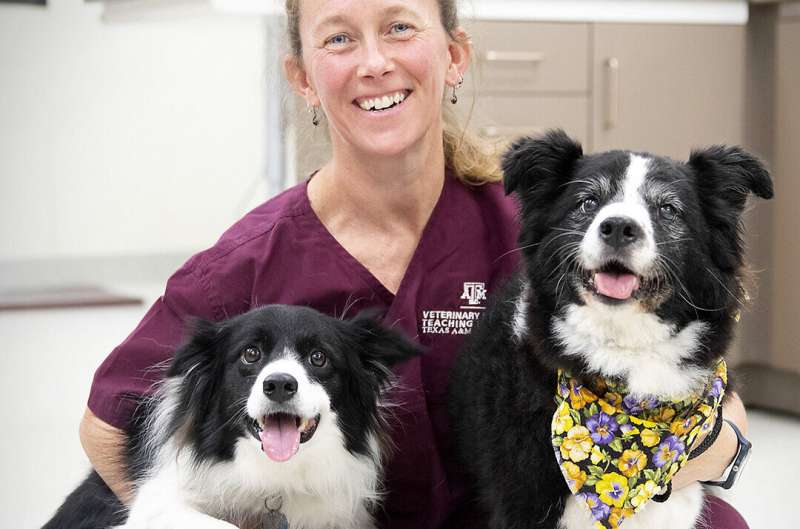 Техасские ветеринары A&M разрабатывают инструмент для персонализации ухода за пожилыми собаками