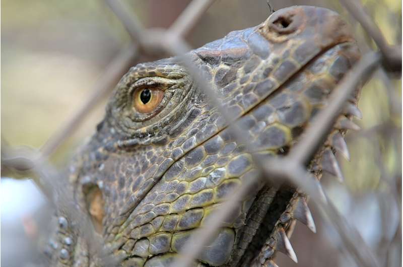 Thailand's Department of National Parks, Wildlife and Plant Conservation said 134 iguanas had been captured in Lopburi alone