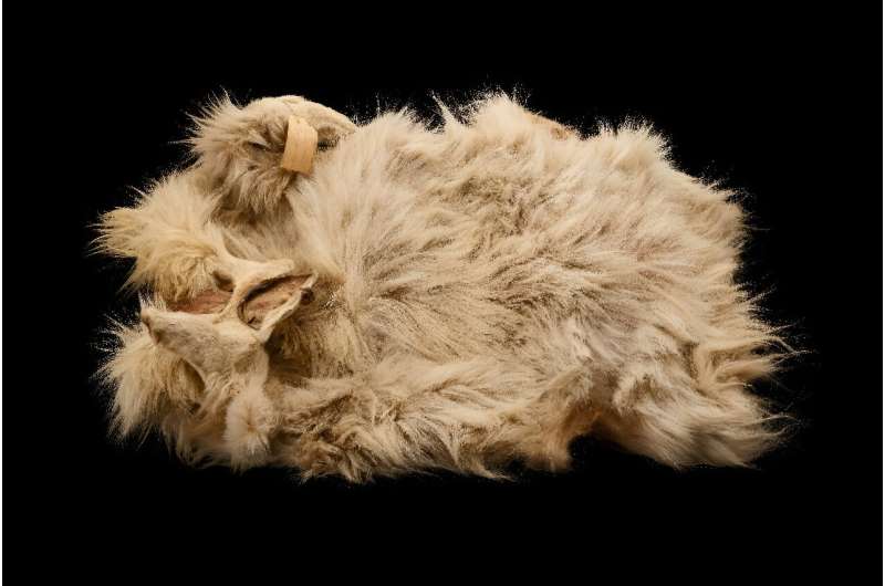 The 160-year-old pelt of the woolly dog Mutton in the Smithsonian Institution's collection