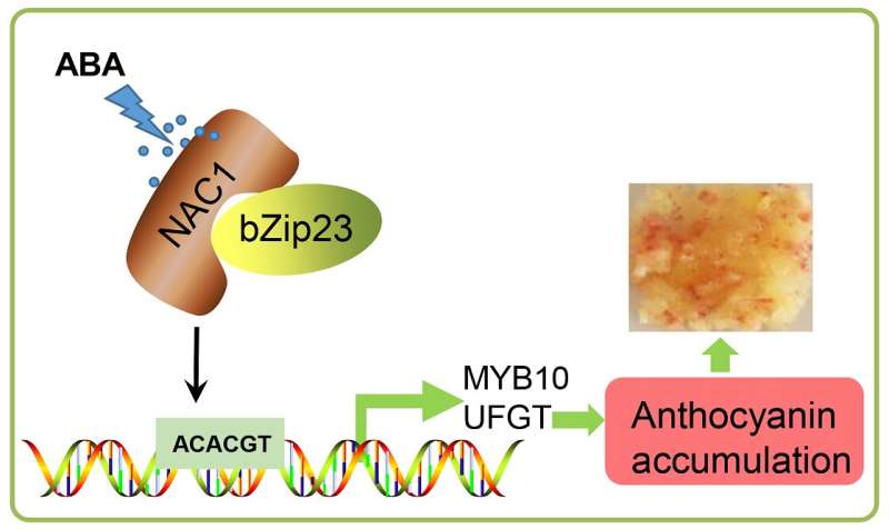 The ABA-induced NAC transcription factor MdNAC1 interacts with a bZIP-type transcription factor to promote anthocyanin synthesis