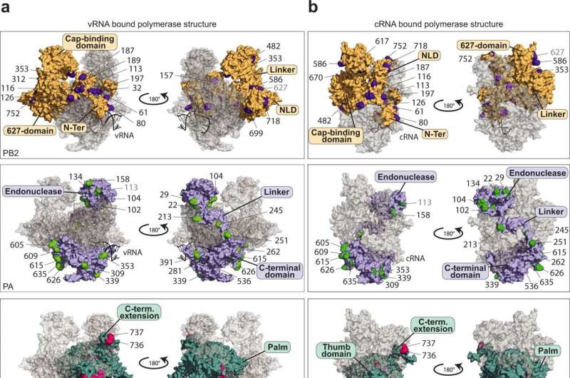 流感病毒的致命弱点:泛素蛋白可能是未来药物的一种方法
